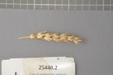 Click for 1 image(s) for this accession. Spike